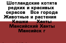 Шотландские котята редких и красивых  окрасов - Все города Животные и растения » Кошки   . Ханты-Мансийский,Ханты-Мансийск г.